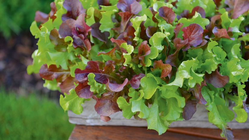 Šalát listový ‘Slim Fit Mix’