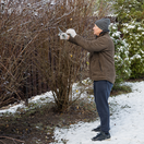 zima, rez, okrasný ker, rez okrasných krov, zimný rez,