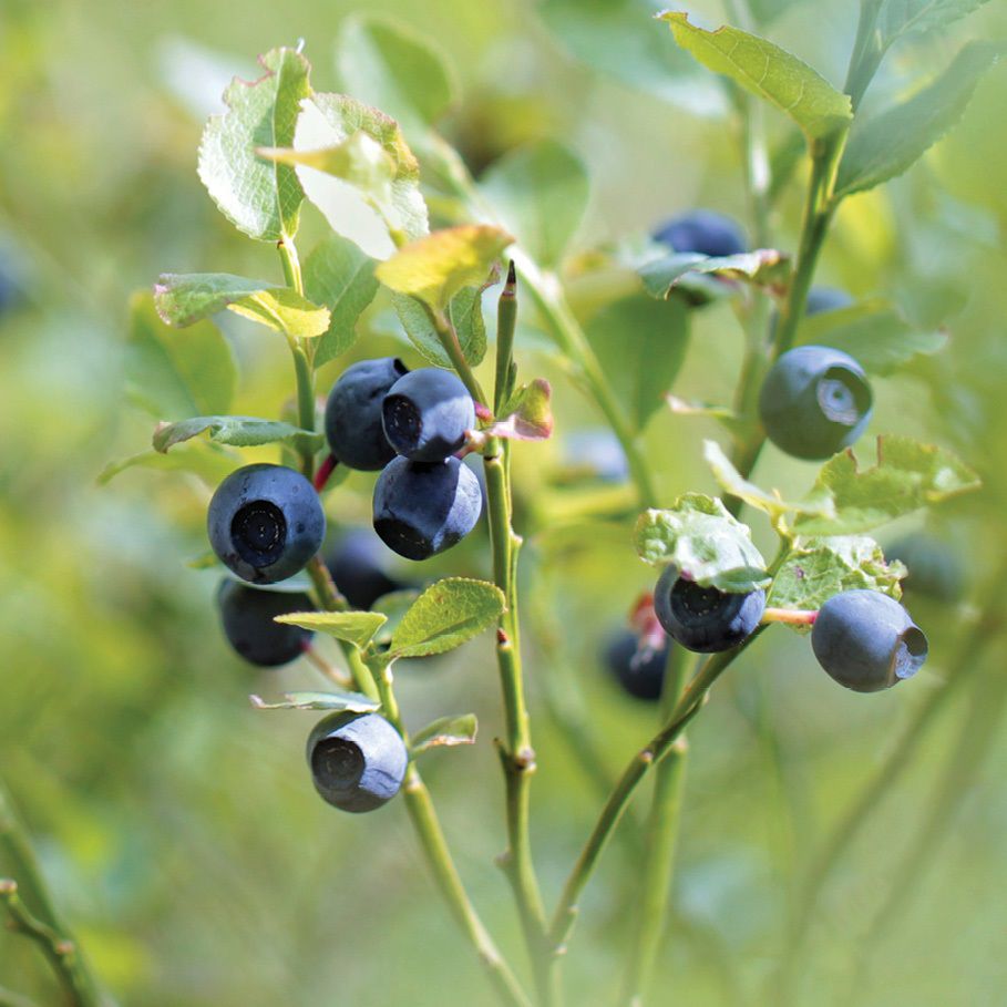 Blue Berry™ obsahuje výťažky z čučoriedok,...