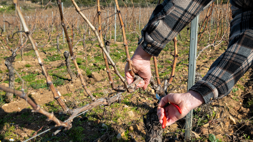 vinič, zimný rez viniča,