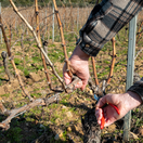 vinič, zimný rez viniča,