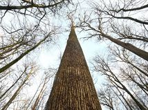 Dub / Strom / Chêne Potel /