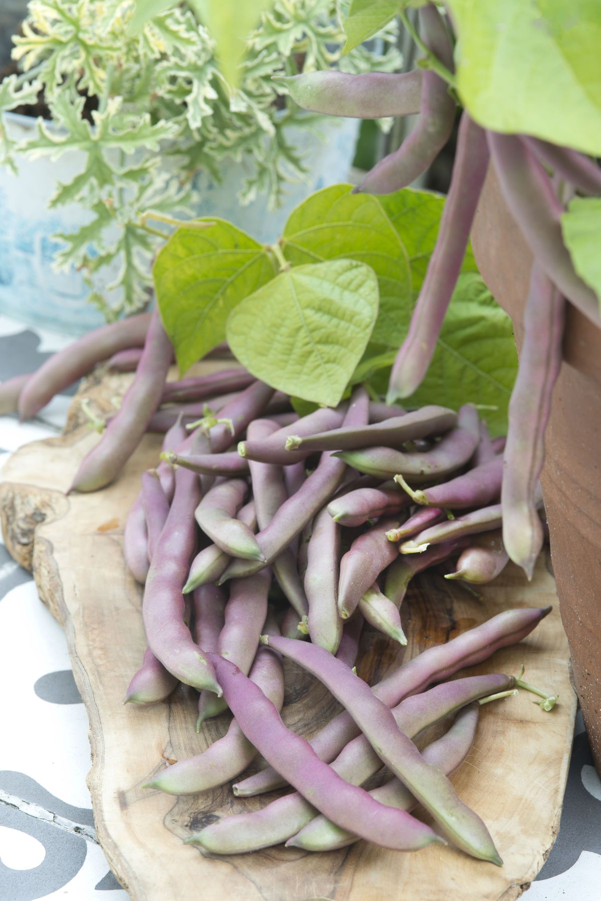 Fazuľa kríčková ‘Red Swan’