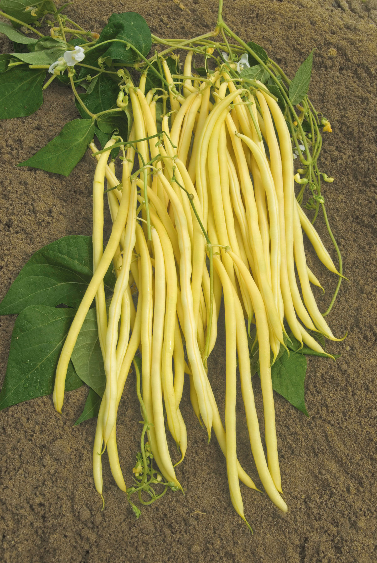 Fazuľa tyčová (popínavá) ‘Monte Gusto’