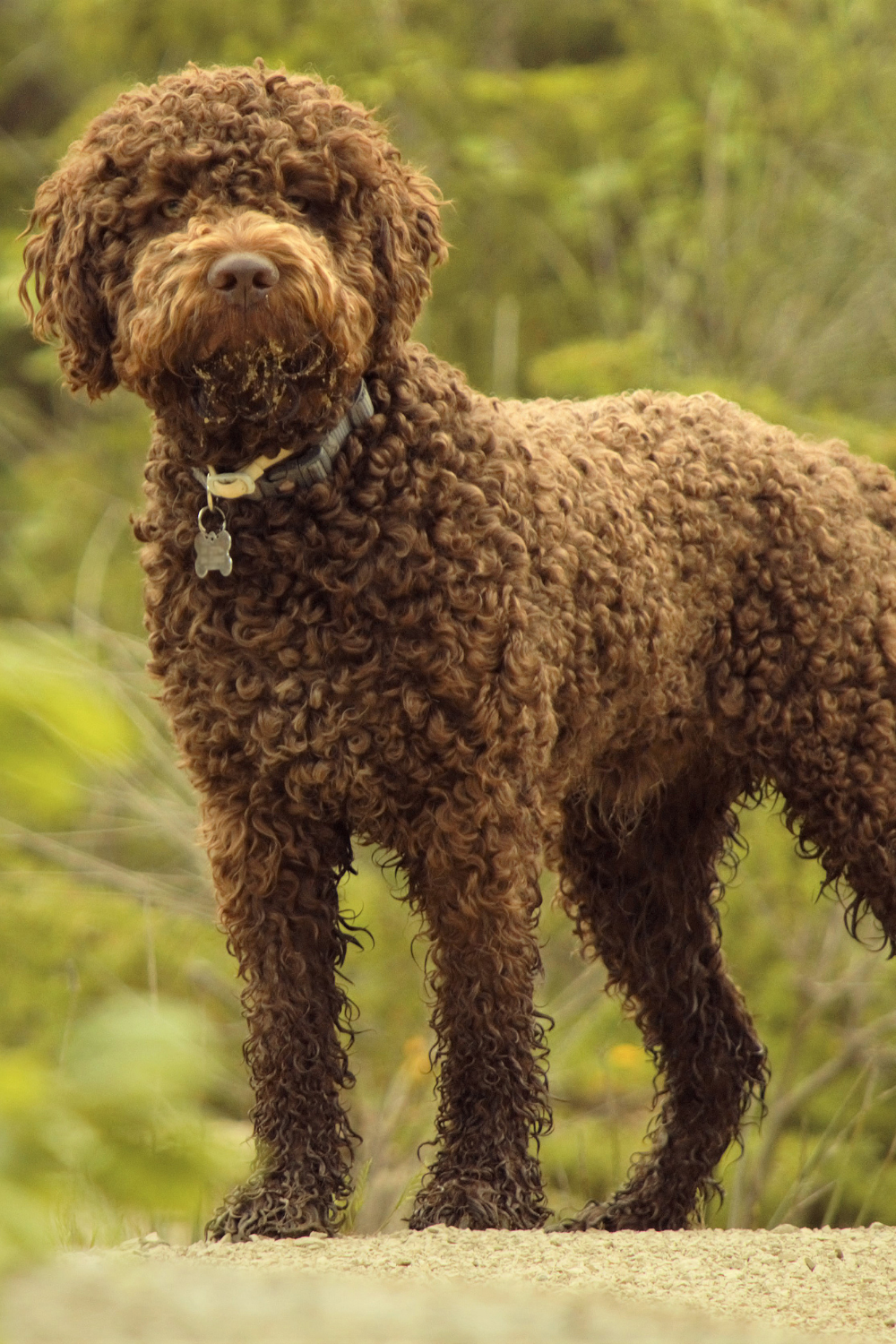 Lagotto Romagnolo