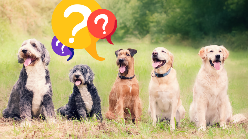 pes, psy, kvíz, NEPOUŽÍVAŤ