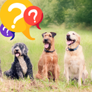 pes, psy, kvíz, NEPOUŽÍVAŤ