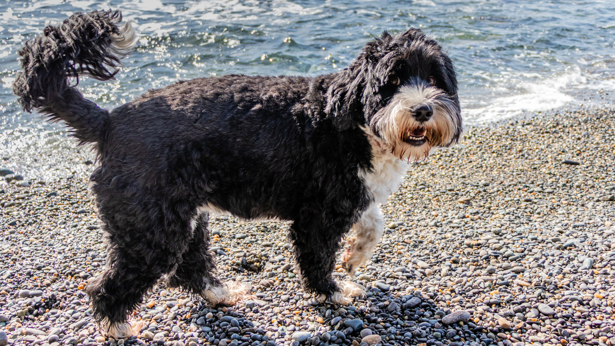 portugalský vodný pes