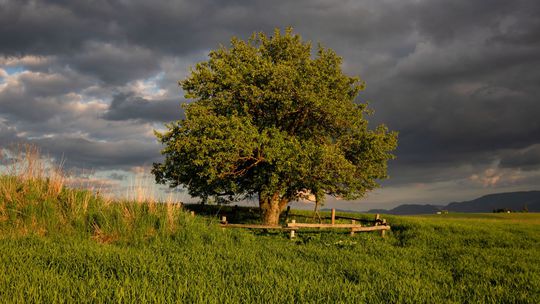 jabloň planá, Strom roka 2025, Ždiar,