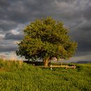 jabloň planá, Strom roka 2025, Ždiar,