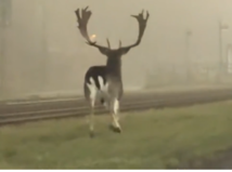 daniel, Bratislava, Dúbravka