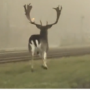 daniel, Bratislava, Dúbravka