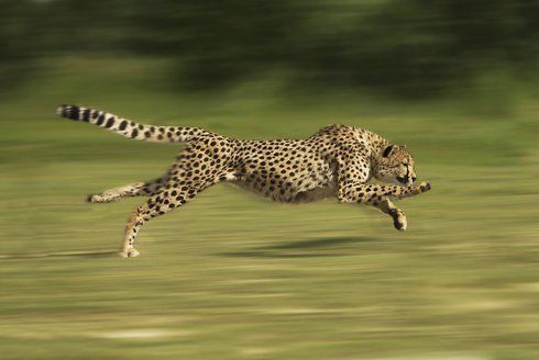 Gepard štíhly