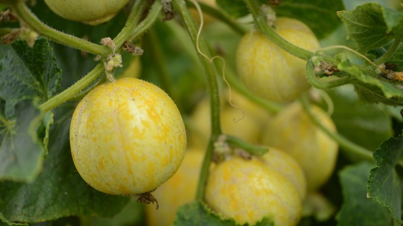 Citrónová uhorka ‘Lemon cucumber’