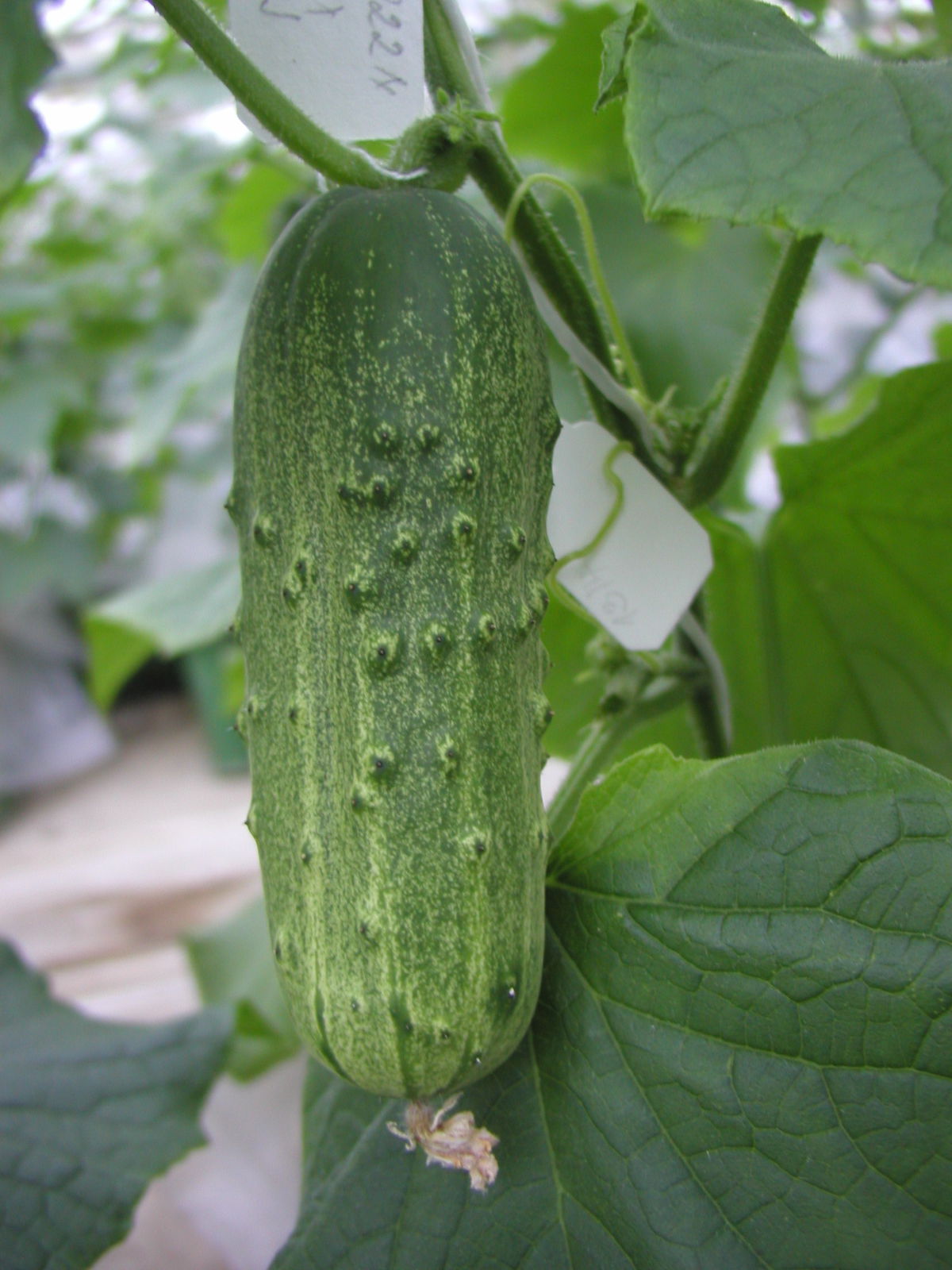 Uhorka nakladačka skvelá na prípravu kvasákov...