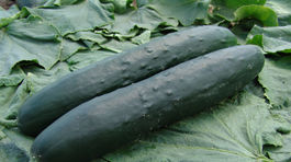 uhorka, uhorka šalátová, šalátovka, Aikon F1