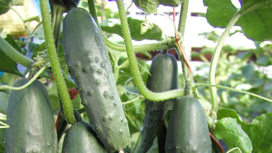 Poľná uhorka šalátová ‘Cheer F1’