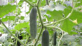 Poľná uhorka šalátová ‘Lili F1’