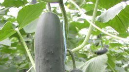 Poľná uhorka šalátová ‘Markýza F1’