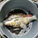 Tieto slovenské ryby nekonzumujte. Sú plné arzénu, spôsobujú rakovinu najmä pľúc a pečene. Škodia aj srdcu a cievam