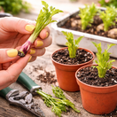 georgína, rozmnožovanie, odrezky, postup, krok za krokom, NEPOUŽÍVAŤ