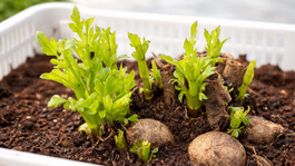 Ako z jednej hľuzy získať desiatky nových georgín