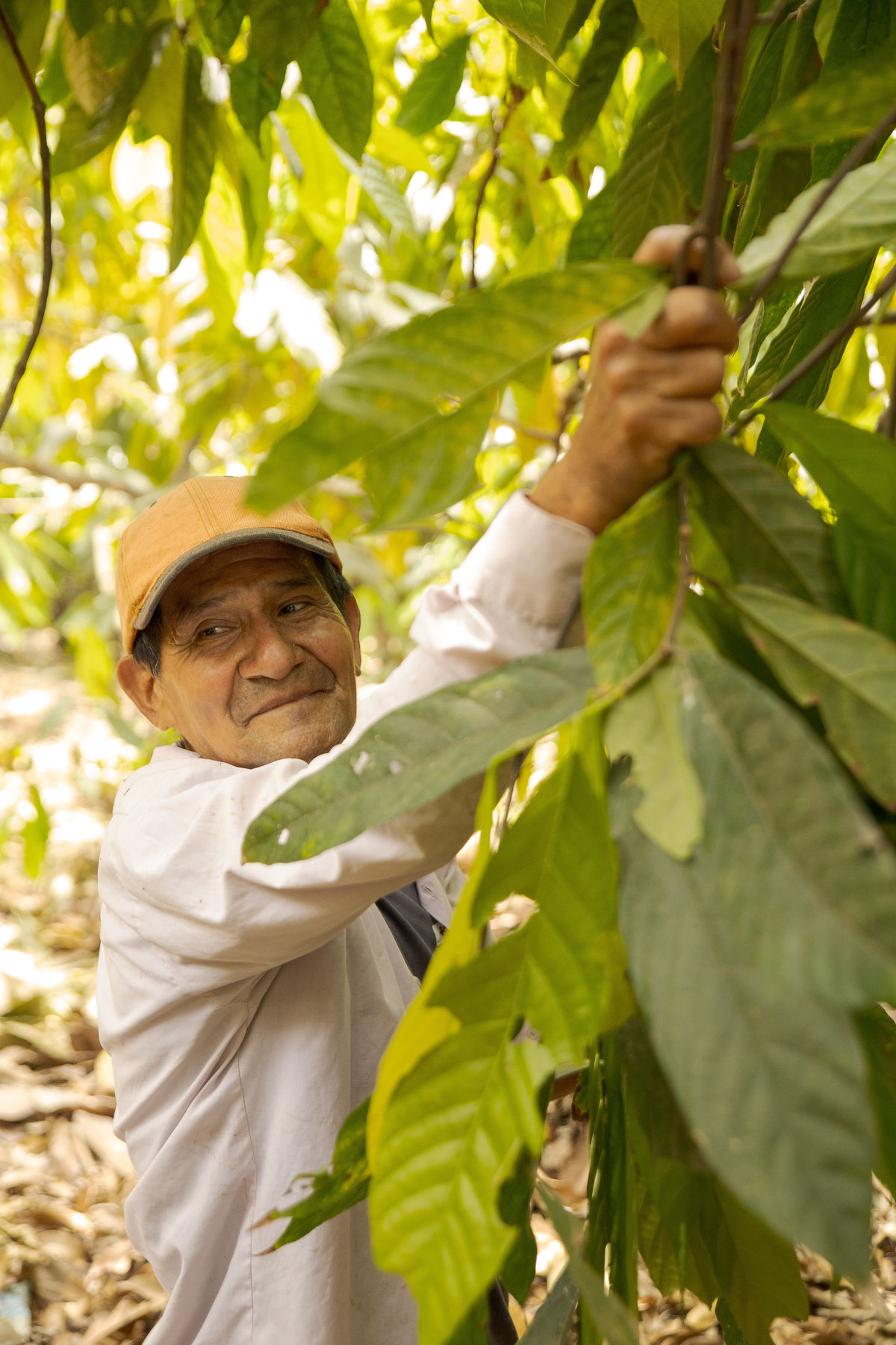 Angel Salinas Dominguez, pestovateľ kakaa v...