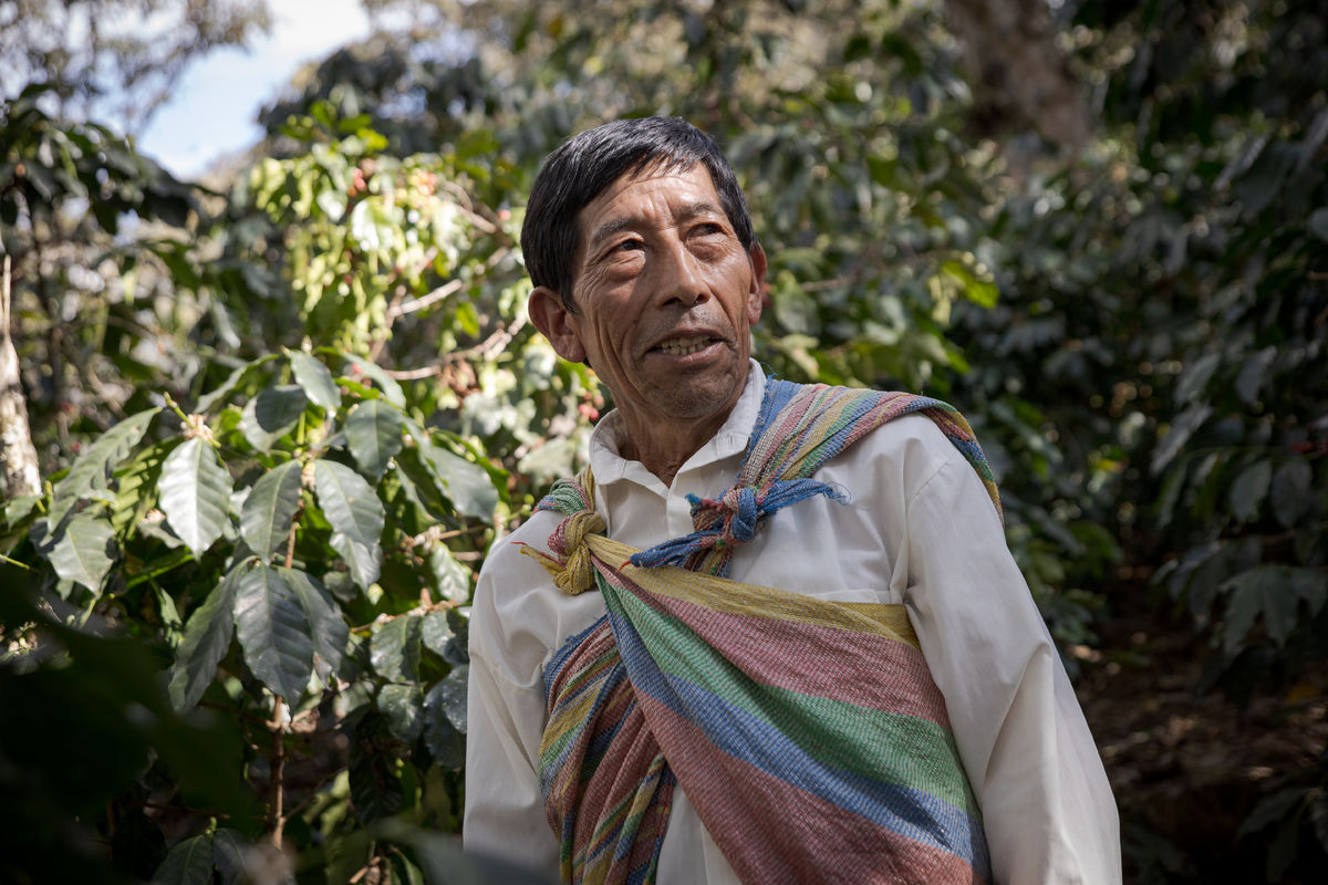 Juan Cancio Cjuro Ccorimanya, pestovateľ kávy v...