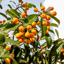 mišpuľník japonský