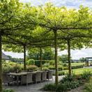 platan, tvar strecha, tvarovaný strom, NEPOUŽÍVAŤ