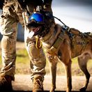 Belgický ovčiak Lucas