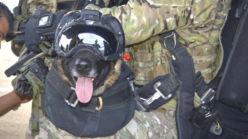 Belgický ovčiak (v španielskej armáde) Lucas