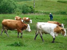 farmári, dobytok, Banská Bystrica