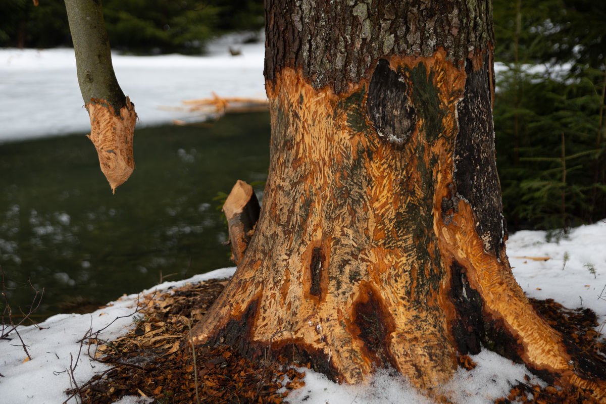 Ohlodané kmene. Tie najvážnejšie stopy bobra sú...