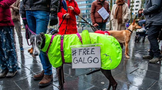 Majitelia adoptovaných španielskych chrtov...