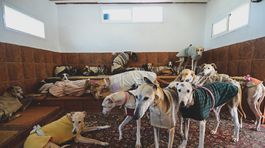 pes, chrt, ochrana zvierat, týranie zvierat, galgo