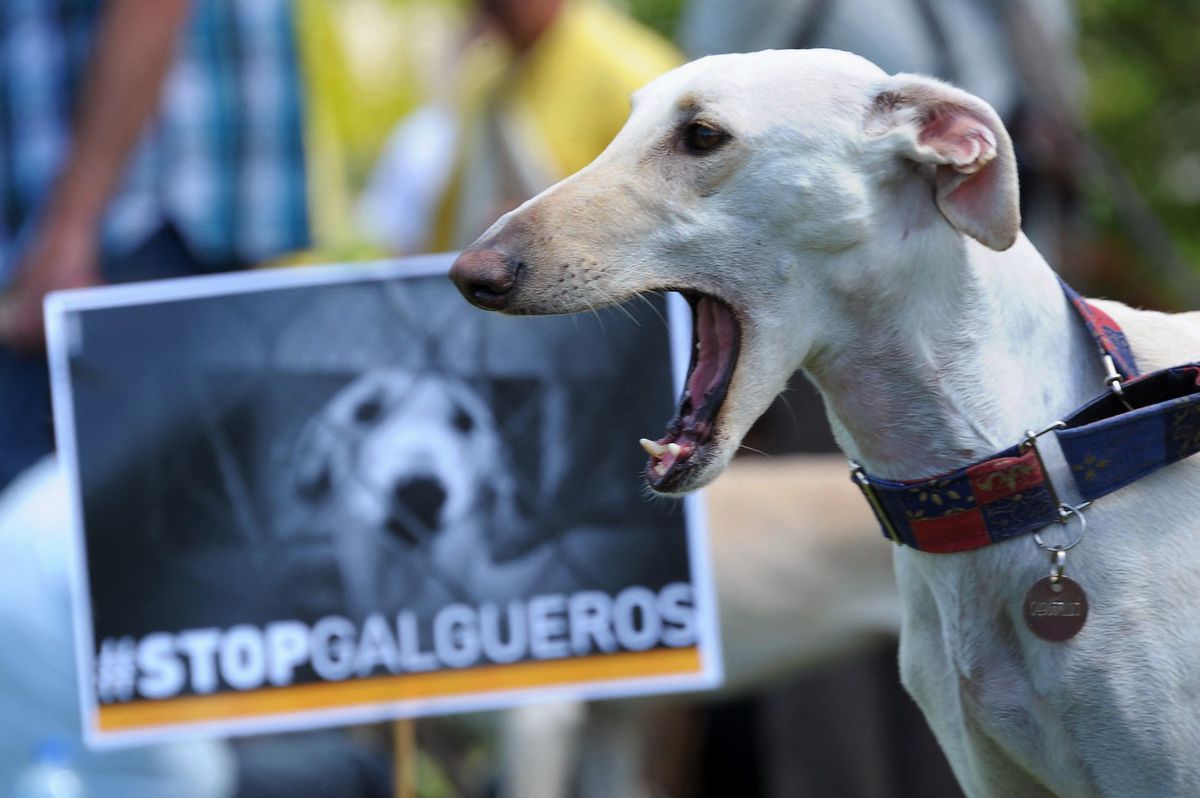 pes, chrt, ochrana zvierat, týranie zvierat, galgo