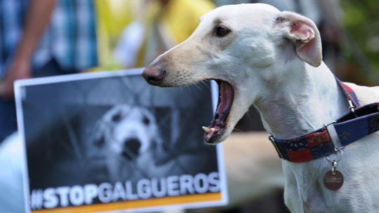 pes, chrt, ochrana zvierat, týranie zvierat, galgo