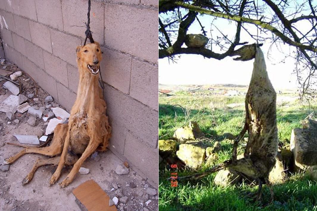 Aj takto sa španielski chovatelia zachovali k...