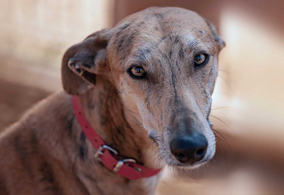 Španielsky chrt (galgo) je skvelé plemeno, no v...
