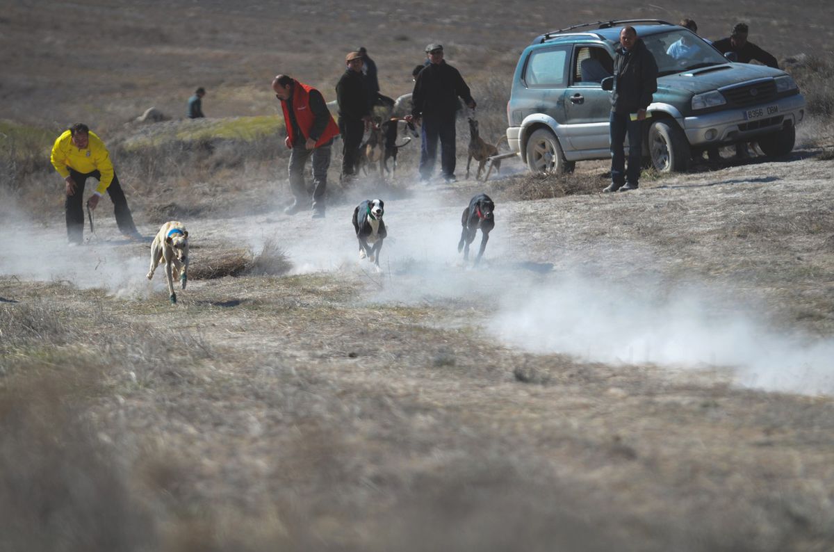 Preteky chrtov majú v Španielsku stáročnú...