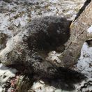 Dráma na zvážnici: Medvedica zvalila chlapa, kotúľali sa dole svahom, syn vytiahol zbraň. Kto je zranený muž?