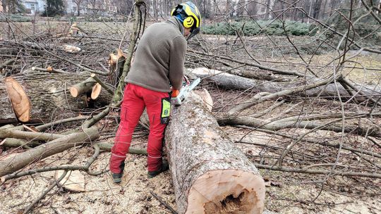 stromy, výrub, park, Banská Bystrica