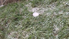 Čo láka potkany v Petržalke