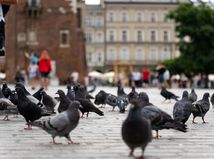 Pigeons / Holub /