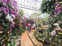 Vystava orchidei botanicka zahrada Kosice  14 