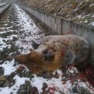 Medvede nespia a došlo k ďalšiemu incidentu: 162-kilogramový samec neprežil