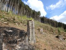 SR Čierny Balog ťažba podkôrniková kalamita BBX