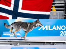 vlk pes nazgul olypiáda