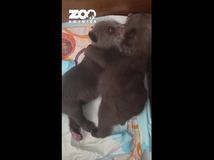 medvieďatá, medveď hnedý, mláďa